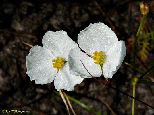 {Sagittaria isoetiformis}
